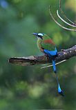 Turquoise-browed Motmot